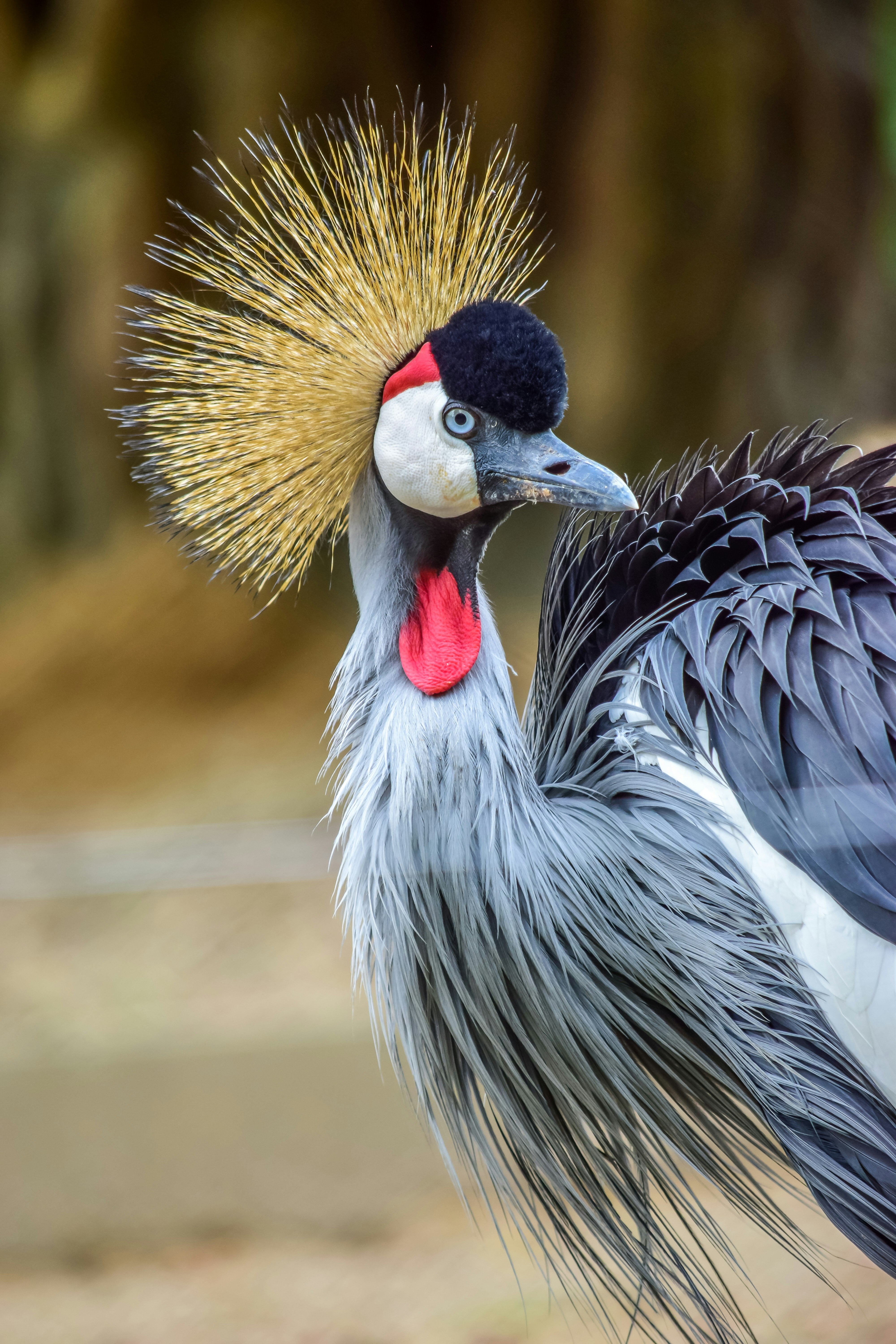 black crowned crane in close up photography